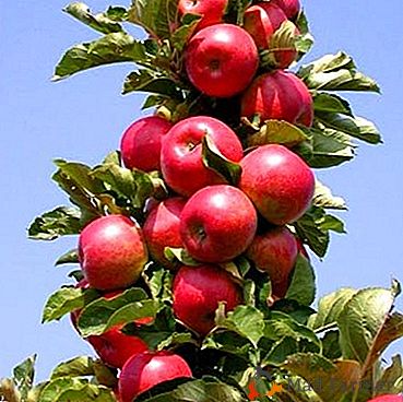 Jedna od najpopularnijih i najpopularnijih sorti je stupac stabla jabuka "Ostankino"