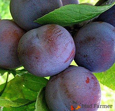 Une des variétés les plus populaires de prune - "Renkłod soviétique"