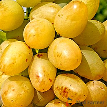 L'une des variétés de raisins les plus vendues - "Arcadia"