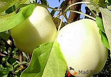 Jeden z najchutnejších odrôd jeseň jabĺk - "Hope"