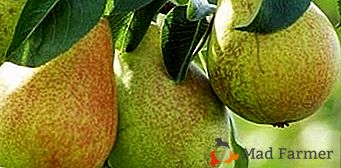 Uma das variedades mais populares de peras - "Muscovite"!