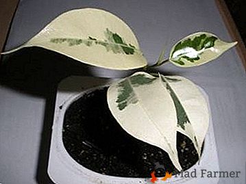 Uma das espécies mais brilhantes e mais bonitas do Benjamin Ficus é De Gantel