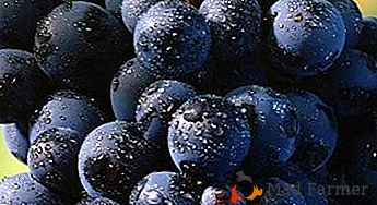Uma das antigas variedades de seleção de uvas "Magarach"