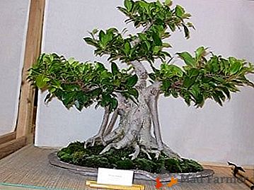 Uma das espécies de ficus, que é popular como um bonsai é o ficus "Blunted"