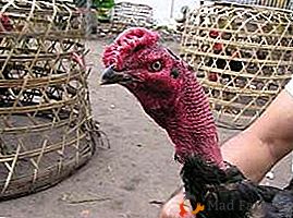 Ena izmed najbolj zanimivih pasem piščancev je madagaskarski holokavst