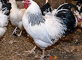 Uno dei più popolari in Russia è la razza di polli Pervomaiskaya