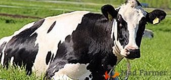 Uma das raças de vacas mais populares e populares do mundo - Holstein Milk