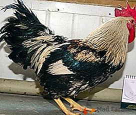 Una delle razze "più giovani" di galline ovaiole è la Zagorskaya Salmonella