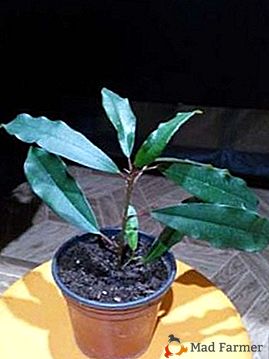 Една от най-известните закрити растения е фикусът "Moclame"