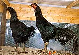 Representação de agressão - galinhas de combate Sundancezian