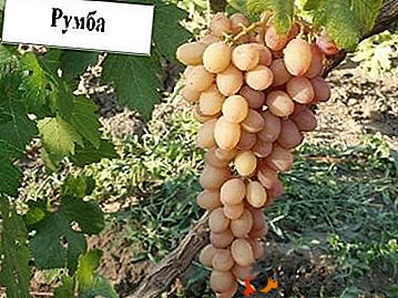 Descrição da variedade de uva híbrida "Rumba" e suas fotos