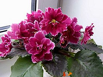 Descripción y foto de violetas de la criadora Elena Korshunova: Shanghai Rose, Corrida de toros, Charmel y otros
