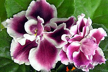 Descripción y foto de la violeta "Vishnya". Características de "Frosty" e "Invierno", cuídalos