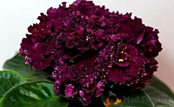 Descrição e fotos das melhores variedades de violetas do colecionador Tarasov: AV-Floresta Misteriosa, Bomba, Tango e outros