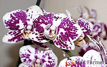 Popis a fotografie tygrové orchideje. Tenký pocit péče doma