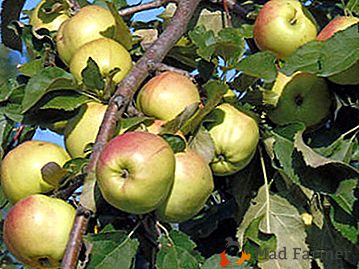 Popis a fotografie jabloně podzimní lady