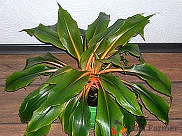 Opis in oskrba doma za oranžne barve Chlorophytum (oranžna)