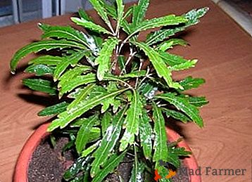 Description et types d'une plante d'intérieur "Dizitogoteka"