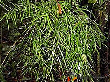 Opis nevyliečiteľnej rastliny Asparagus polmesiaca: starostlivosť o domáce zvieratá, foto