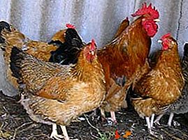 Opis pastereloze pri piščancih in njenih simptomih, zdravljenje bolezni in preprečevanje