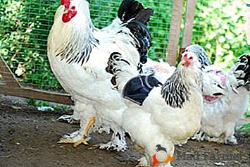 Опис расе колумбијских пилића: изглед, одржавање и негу, као и фотографије