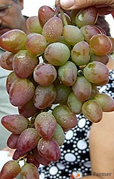 Descrição da variedade de uva precoce "Crimson"