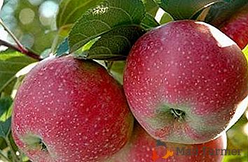 Опис сорте, популарног више од једног века - јабука Лобо
