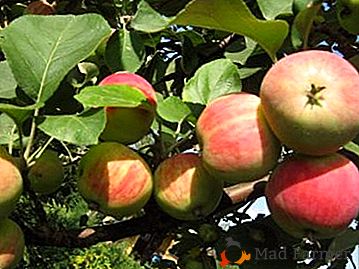 Description du pommier Beauté d'hiver Comment prendre soin d'un arbre et lutter contre ses ravageurs?