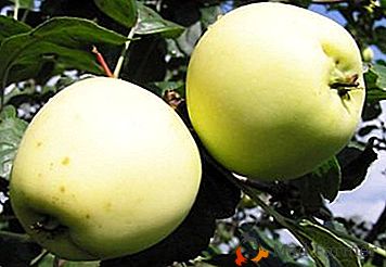 Описание на ябълковото дърво Златно лято: засаждане, грижи, болести и вредители