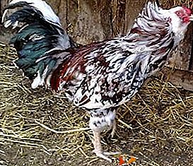Description, spécificité d'élevage et particularités de la race de poulet Orel calico