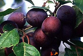 Description de la variété universelle de prunes "Volzhskaya krasavitsa"