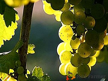 Opis vinárskej odrody zo Starého sveta - hroznový Riesling