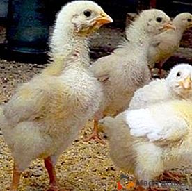 Organizacija krmljenja mladih piščancev: kako narediti dieto, da bo učinkovita za rast in zdravje ptic?