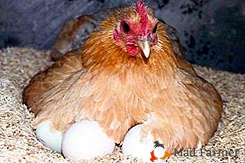 Organiziramo gojenje piščancev s perutnino doma