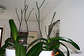 Orhideea Phalaenopsis se estompează, ce trebuie să faceți în continuare cu frumusețea sudică?