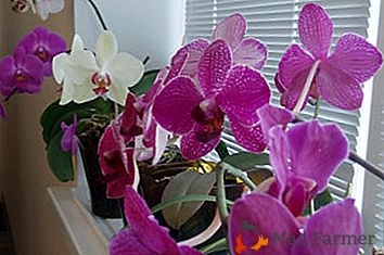 Orquídea após transplante - características do cuidado de uma luxuosa flor tropical