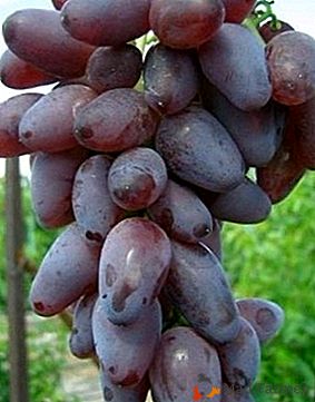 A variedade original com uma alta popularidade - uvas "Ametista Novocherkasskiy"