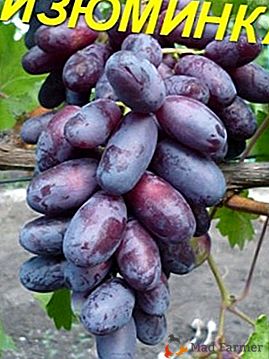 Original externamente y deliciosamente al gusto - uvas Zest