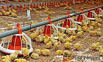 Les principales nuances des poulets de chair en croissance: nous construisons des affaires sur la viande