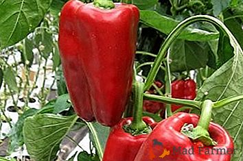 Regole di base per la coltivazione del peperone dolce Atlant: una descrizione della varietà e delle foto