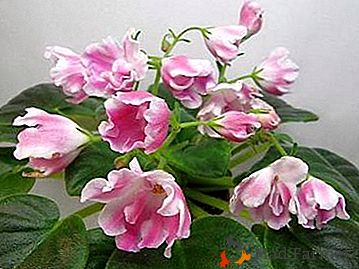 Caractéristiques des violettes de sélection Skornyakova, description et photos des trois meilleurs d'entre eux: "Tulipe magique", "Faina" et "charme Lilas"