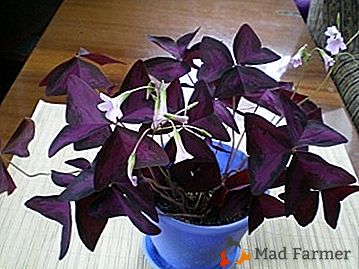 Cechy i niuanse troski o rośliny Kislitsa "Violet" (Oxalis) w domu