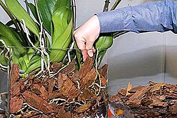 Карактеристике проналаска орхидеје у затвореном систему и корак по корак инструкција за садњу цвећа на овај начин