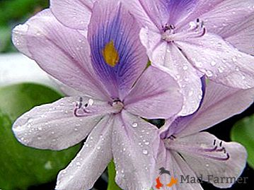 Vlastnosti výsadby a péče o vodní hyacint nebo Eichornia