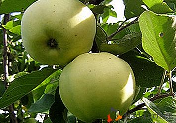 Zvláštnosti výsadby a péče o jablečný strom