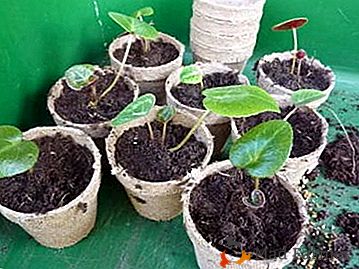Características de la reproducción de ciclámenes por hojas: las reglas de preparación y plantación
