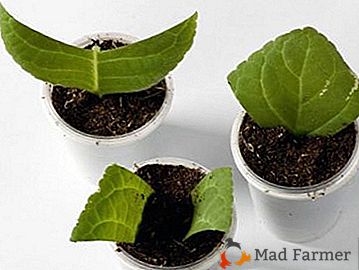 Caractéristiques de la reproduction fuchsia à la maison: instructions détaillées pour la croissance de la feuille