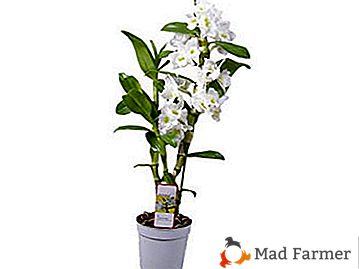 Характеристики на възпроизвеждане на орхидеи dendrobium. Как да отглеждаме цвете в дома или в парник?