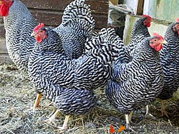 Peculiaridades da manutenção e criação de galinhas de raça plymutrok listrada