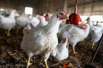 Značilnosti tehnologije za gojenje pitovnih piščancev doma